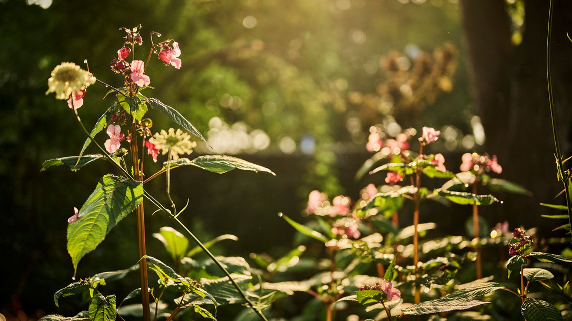 WORKSHOP: FAIRIES, FAIRY PORTAL, LIGHT REALM & AVALON WITH PAUL MCCARTHY