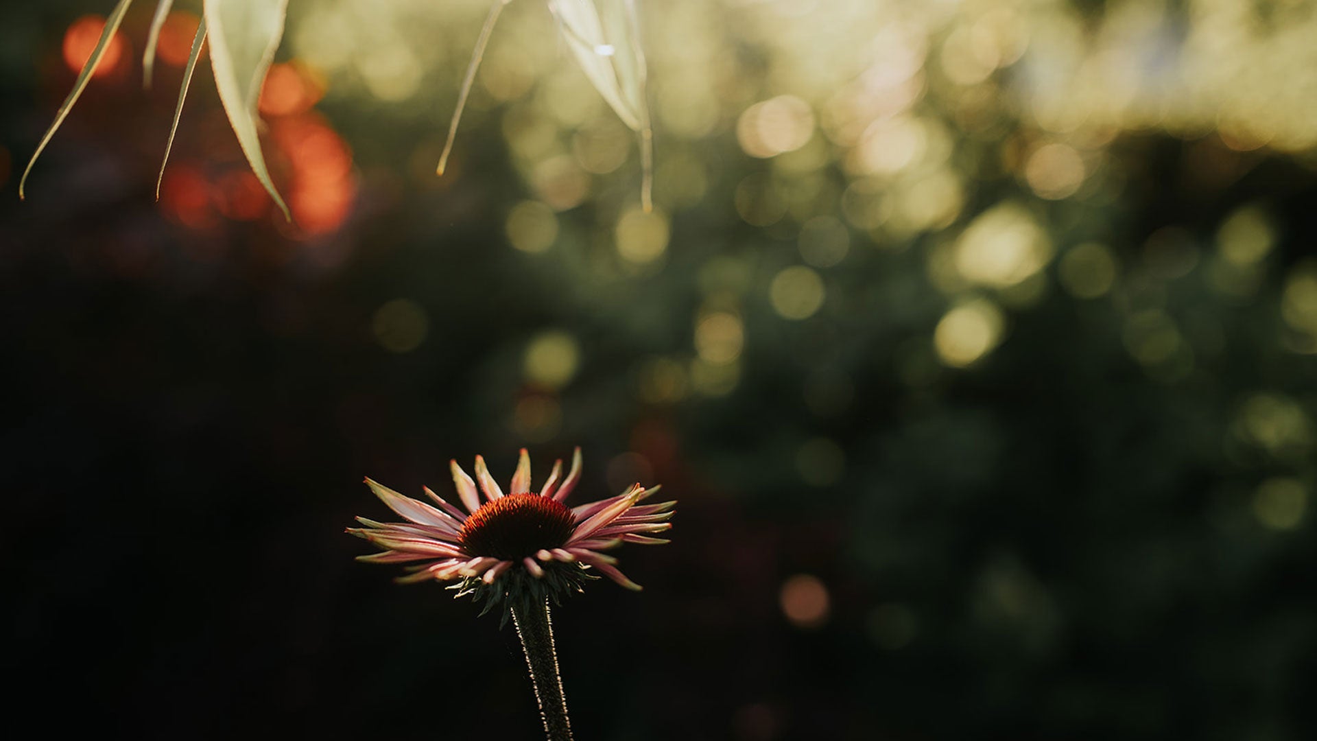 Welcome to House of Bothania