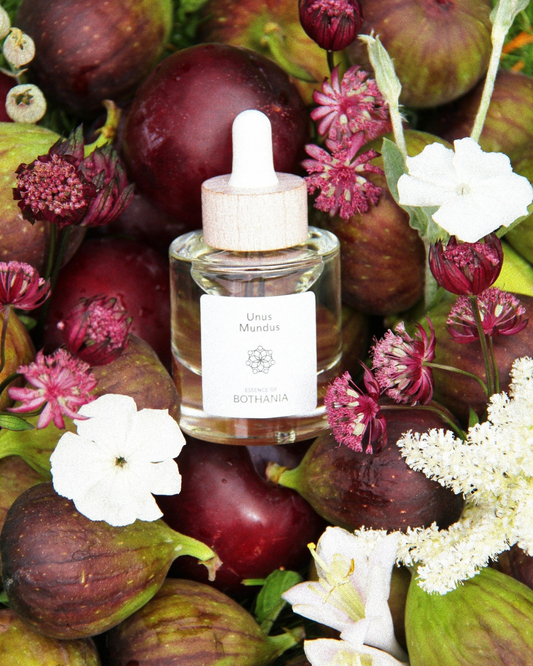Bottle of 'Unus Mundus' made by House of Bothania — glass bottle with a wooden top, against a purple floral background with figs and plum. Bio-energetic perfume oils made to awaken your senses, Unus Mundus is connected to your crown chakra. It carries the frequencies of spirituality, transformation, wisdom — bridging heaven and earth.
