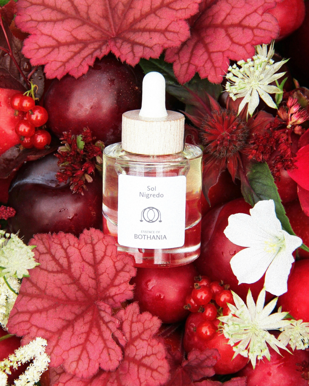 Bottle of the perfume oil 'Sol Nigredo' made by House of Bothania, on a background with red flowers, red plum, and currants. This is an bio-energetic perfume oil made to awaken your senses. Connected to the root chakra. Enhances grounding, stability and connecting to your roots.