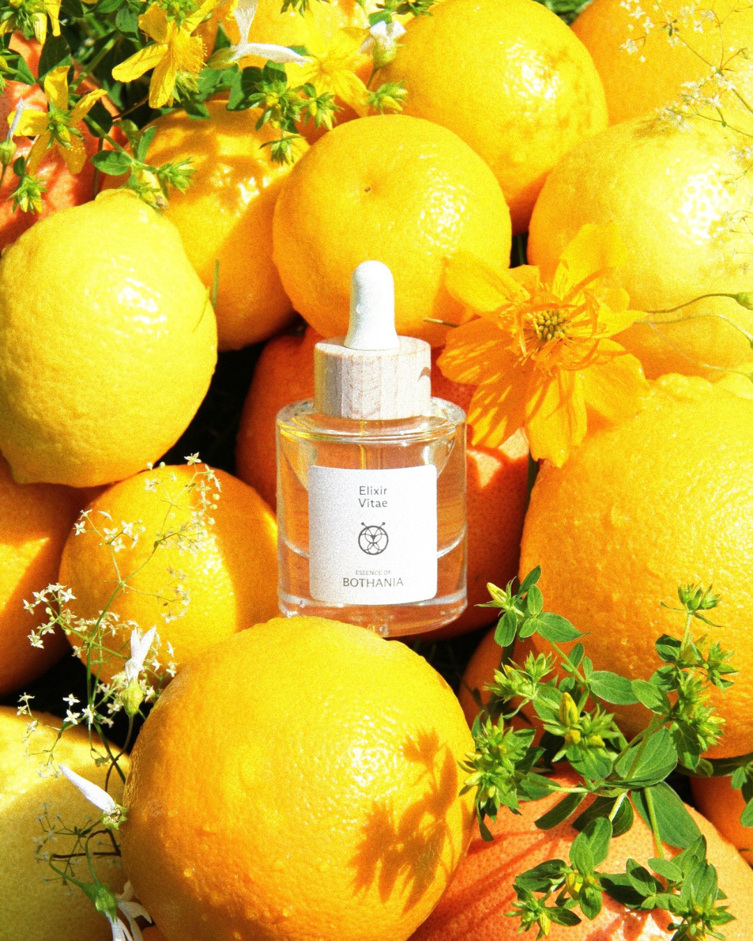 Bottle of Elixir Vitae made by House of Bothania — with wooden cap on a colorful background. Symphony of yellow and orange citrus fruits, and white jasmine flowers. Bioenergetic perfume oil made to awaken your senses. Elixir Vitae connects us to the sacral chakra. Joy, creativity, our feminine center. 